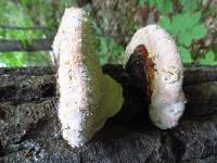 Fomitopsis pinicola image