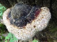 Fomitopsis pinicola image