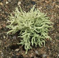 Evernia prunastri image