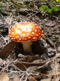 Amanita muscaria image