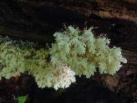 Hericium coralloides image