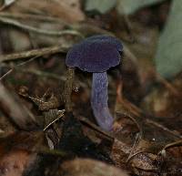 Laccaria amethystina image