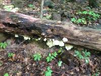 Hericium coralloides image