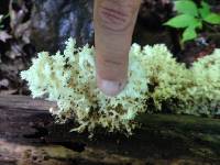 Hericium coralloides image