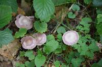 Pluteus salicinus image