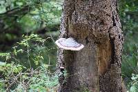 Fomitopsis pinicola image