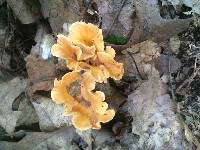 Cantharellus lateritius image