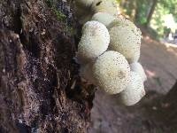 Lycoperdon pyriforme image