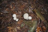 Lycoperdon perlatum image