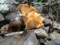 Cantharellus lateritius image