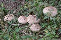 Macrolepiota procera var. procera image