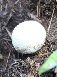 Lycoperdon perlatum image