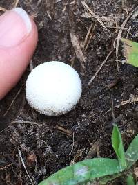 Lycoperdon perlatum image