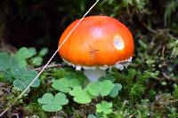 Amanita muscaria image