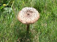 Macrolepiota procera var. procera image