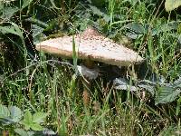 Macrolepiota procera var. procera image