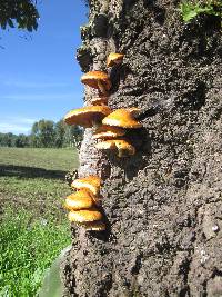 Pholiota aurivella image