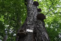 Fomitopsis betulina image