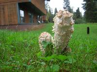 Coprinus comatus image