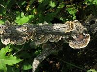 Trametes versicolor image