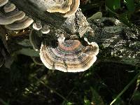 Trametes versicolor image