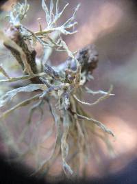 Niebla cephalota image