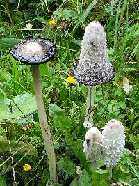 Coprinus comatus image