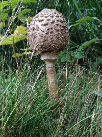 Macrolepiota procera var. procera image