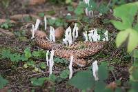 Clavaria fragilis image