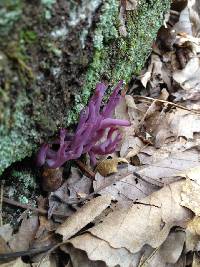 Clavaria zollingeri image