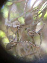 Ramalina leptocarpha image