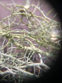 Usnea intermedia image