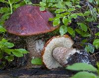 Leccinum aurantiacum image