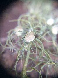 Usnea intermedia image