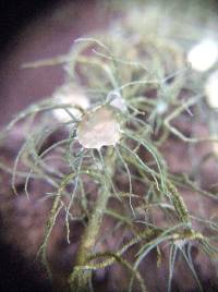 Usnea intermedia image