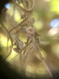 Ramalina leptocarpha image