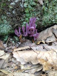 Clavaria zollingeri image