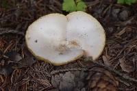 Lactarius vellereus image