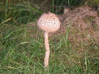 Macrolepiota procera var. procera image