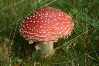 Amanita muscaria image