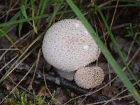 Lycoperdon perlatum image