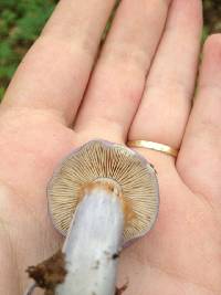 Cortinarius iodes image