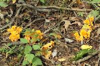 Cantharellus lateritius image