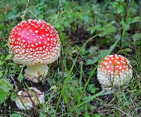 Amanita muscaria image