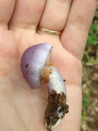 Cortinarius iodes image