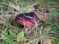 Image of Russula vesca