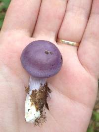 Cortinarius iodes image