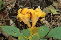 Cantharellus lateritius image