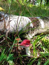 Russula emetica image