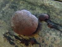 Daldinia concentrica image